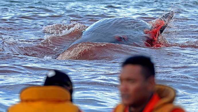 鲨鱼把人咬了背后真相曝光