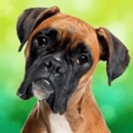恶犬模拟器中文汉化版