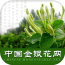 国内金银花网