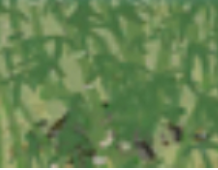 江南百景图竹子获得方法分享