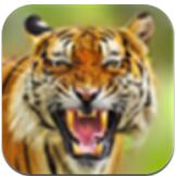 老虎生存大作战中文版