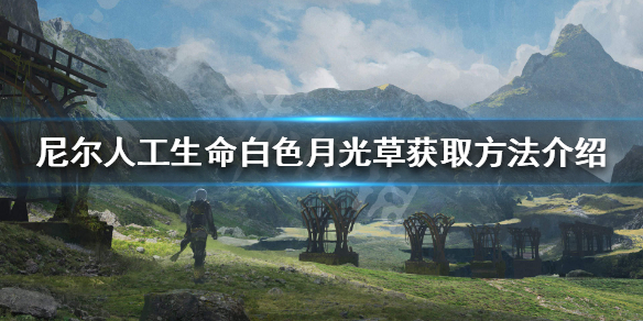 《尼尔人工生命升级版》白色月光草怎么获得 白色月光草获取方法介绍