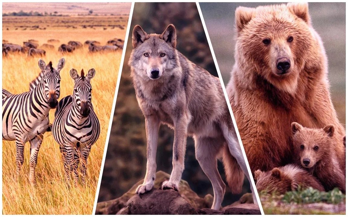 野生狩猎3D截图