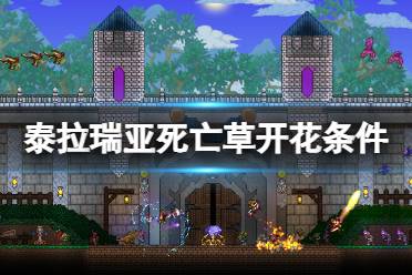 《泰拉瑞亚》死亡草什么时候开花